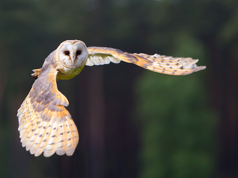 Picture of a Barn Owl