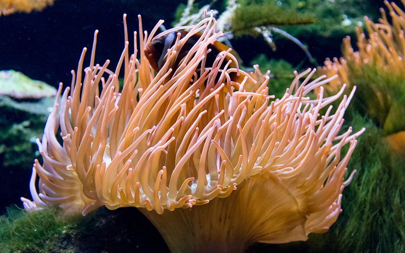 Picture of sea anemone