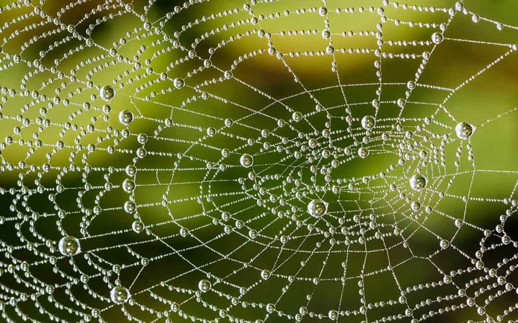 Spider web