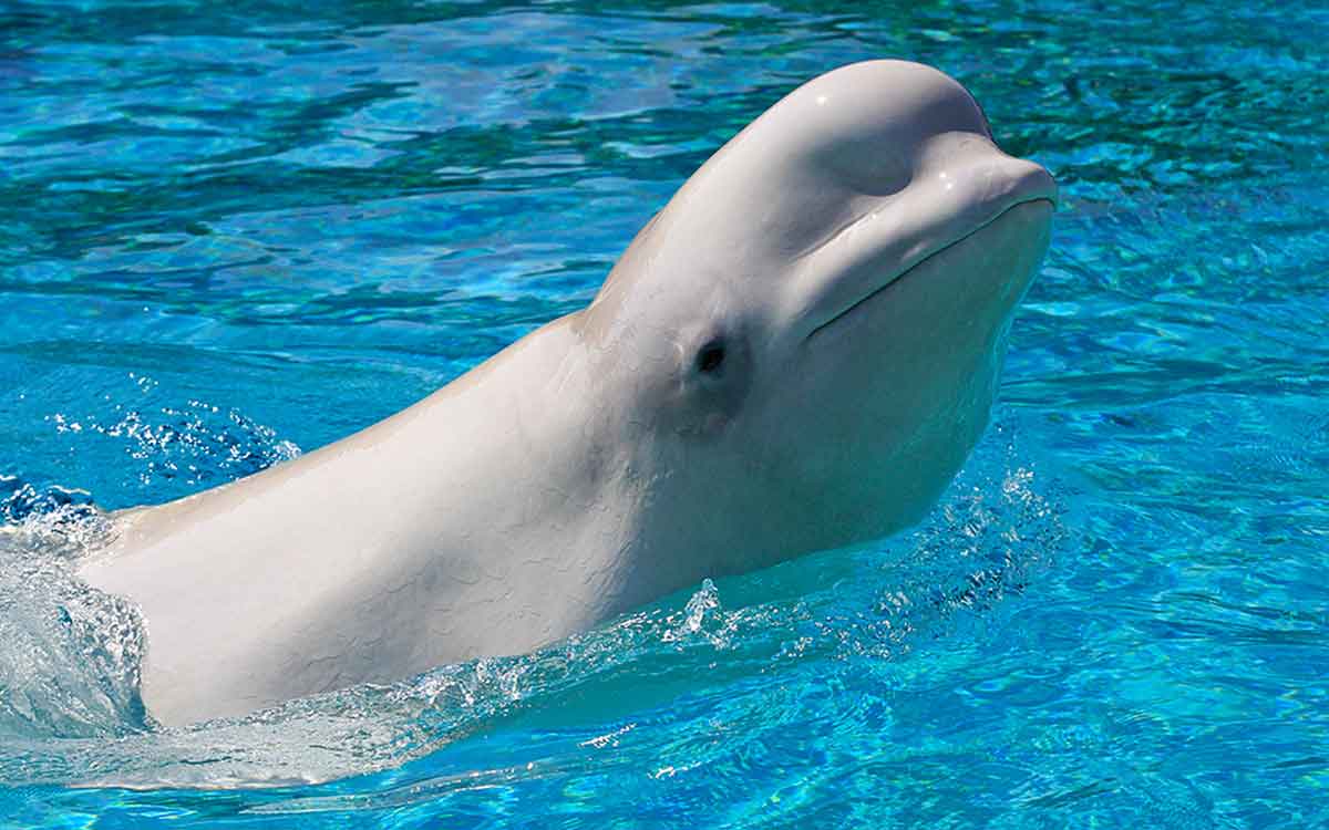 Beluga whale