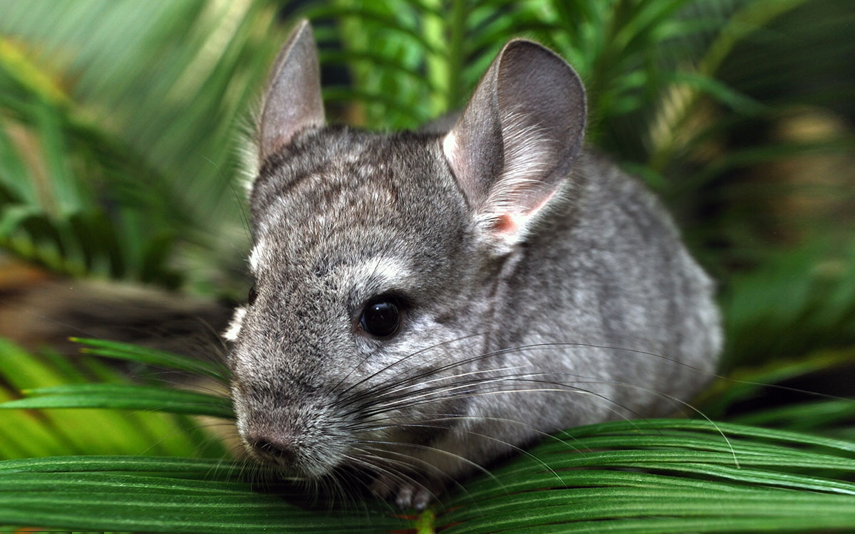 Chinchillas and the advancements of restoring hearing.
