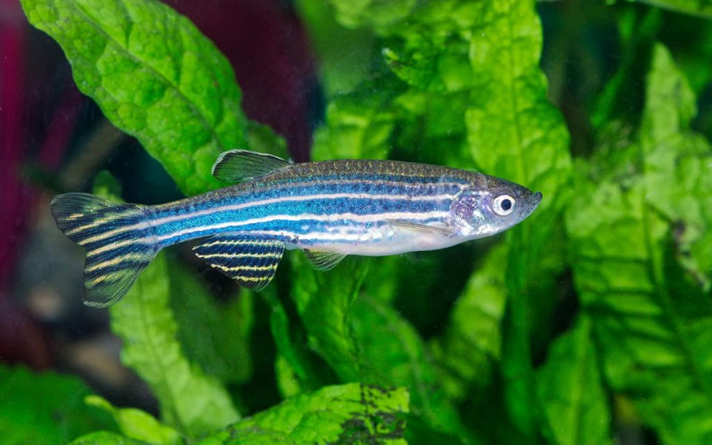 Zebrafish an research on hearing loss.