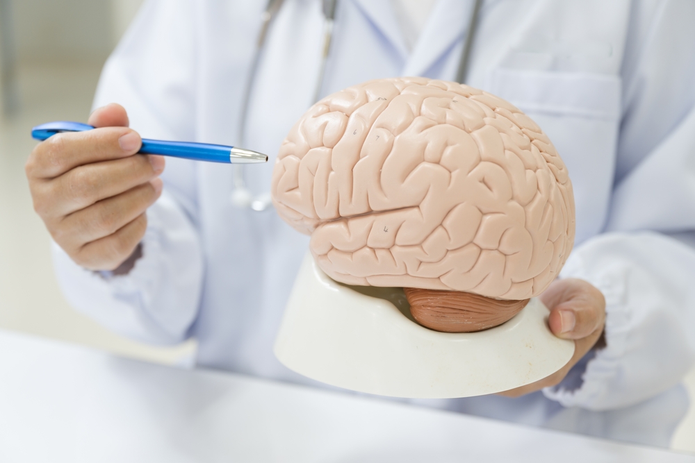 medical professional pointing to brain model.