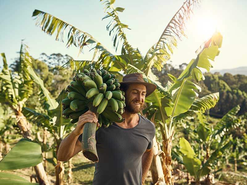 Man carrying freshly harvested bananas on his back.